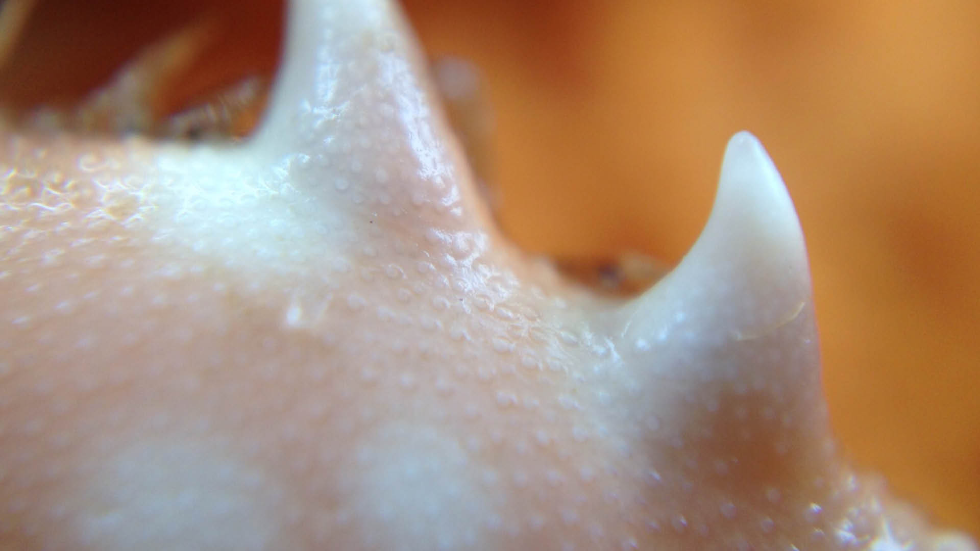 teeth of crab pincers